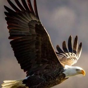 Meet your Posher, Nasir